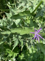 Asyneuma campanuloides