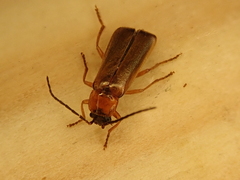 Rhagonycha lutea