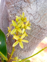 Asteropeia amblyocarpa