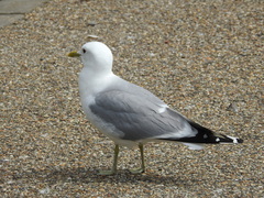 Larus argentatus
