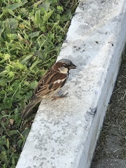 Passer domesticus