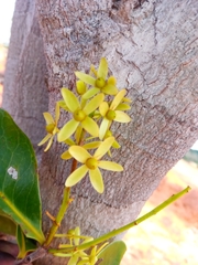 Asteropeia amblyocarpa