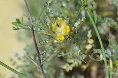 Astragalus flavescens