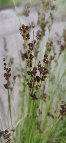Roundfruit rush (Juncus compressus)