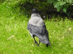 Corvus cornix