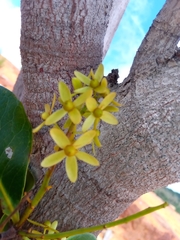 Asteropeia amblyocarpa