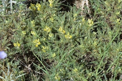 Astragalus flavescens