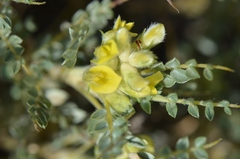 Astragalus flavescens