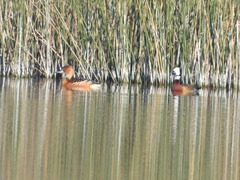 Dendrocygna bicolor