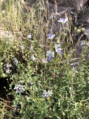 Trichostema arizonicum