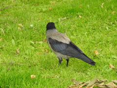 Corvus cornix