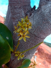 Asteropeia amblyocarpa