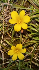 Moraea fugacissima