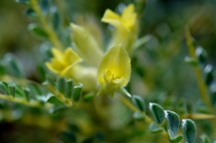 Astragalus flavescens