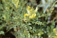 Astragalus flavescens