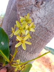 Asteropeia amblyocarpa