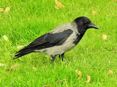 Corvus cornix