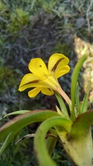 Moraea fugacissima
