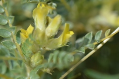 Astragalus flavescens