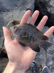 Plectroglyphidodon marginatus