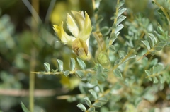 Astragalus flavescens