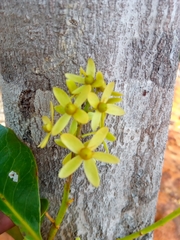 Asteropeia amblyocarpa