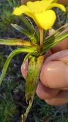 Moraea fugacissima