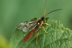 Callajoppa cirrogaster