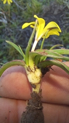 Moraea fugacissima