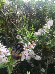 Bombus