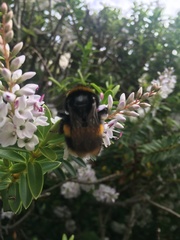 Bombus