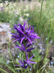 Asyneuma campanuloides