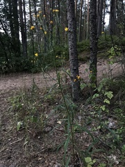 Hieracium umbellatum