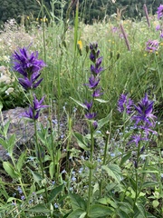 Asyneuma campanuloides