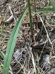 Hieracium umbellatum