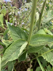 Asyneuma campanuloides