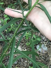 Hieracium umbellatum