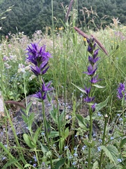 Asyneuma campanuloides