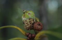 Callirhytis glandulus