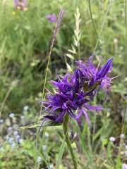 Asyneuma campanuloides