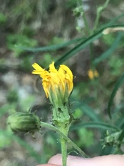 Hieracium umbellatum