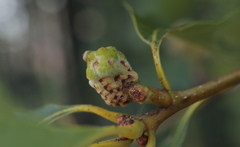 Callirhytis glandulus