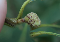 Callirhytis glandulus