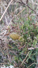 Pycnogaster jugicola