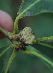 Callirhytis glandulus