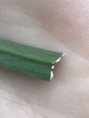 Hieracium umbellatum