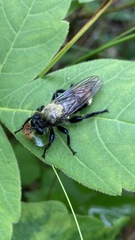 Laphria divisor