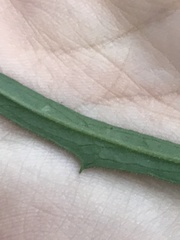 Hieracium umbellatum