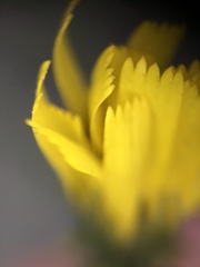 Hieracium umbellatum