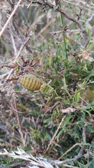 Pycnogaster jugicola